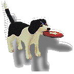 Dog with Frisbee